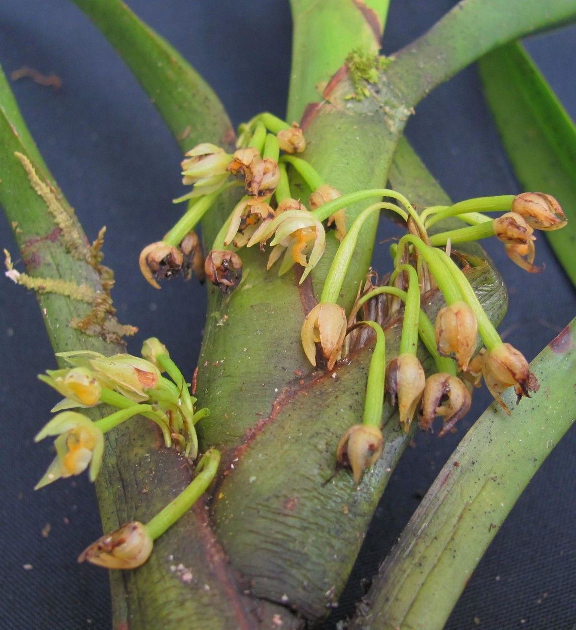 Maxillaria conduplicata other