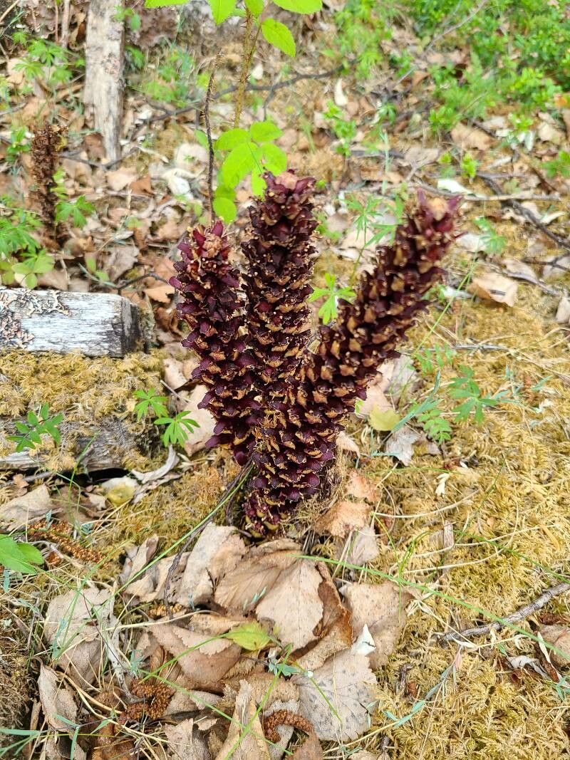 Kopsiopsis hookeri — houseplant care guide