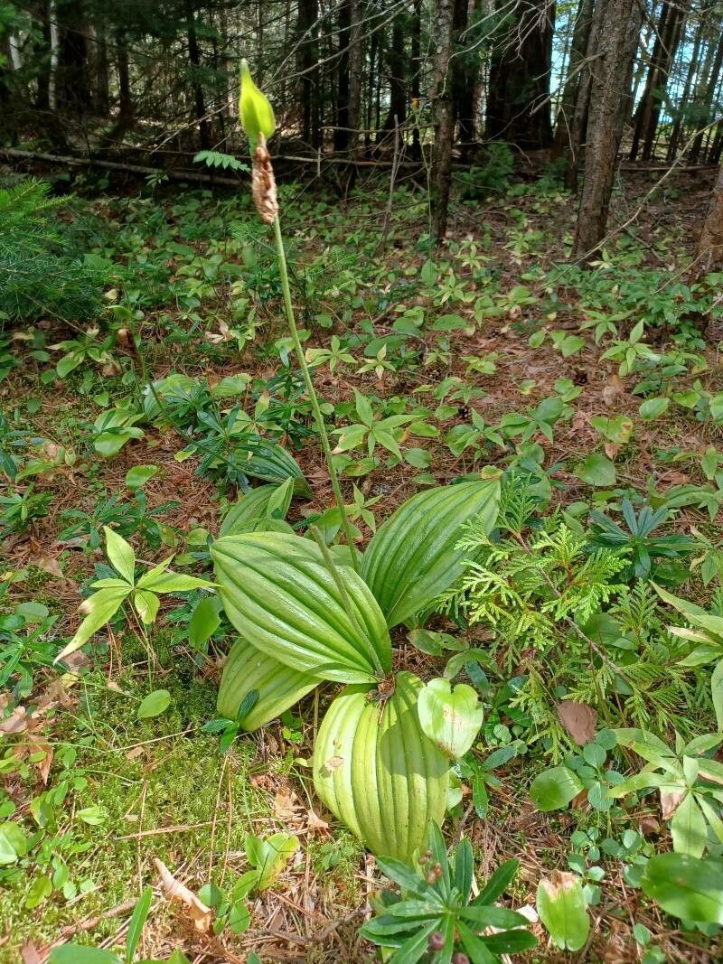 Cypripedium acaule