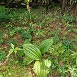 Cypripedium acaule