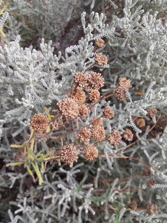 Santolina chamaecyparissus fruit