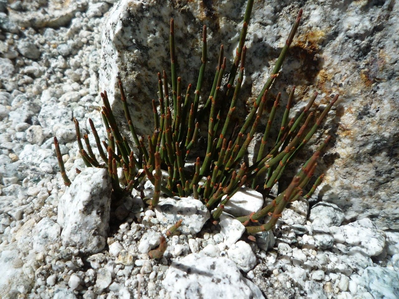 Ephedra rupestris habit