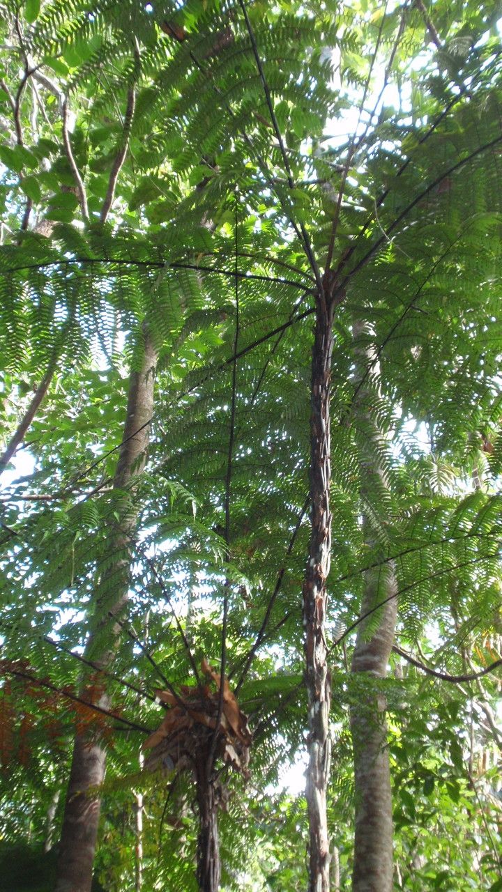 Cyathea rebeccae habit