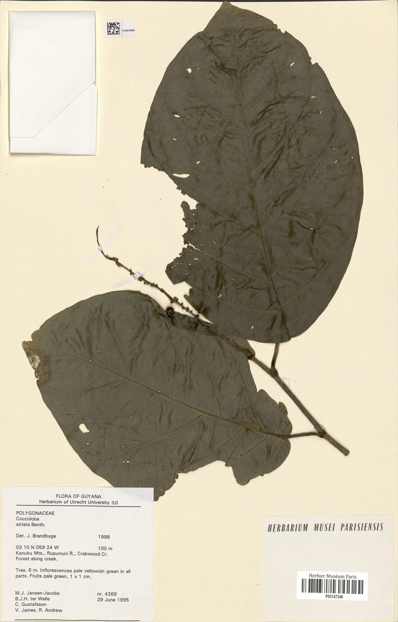 Coccoloba striata leaf