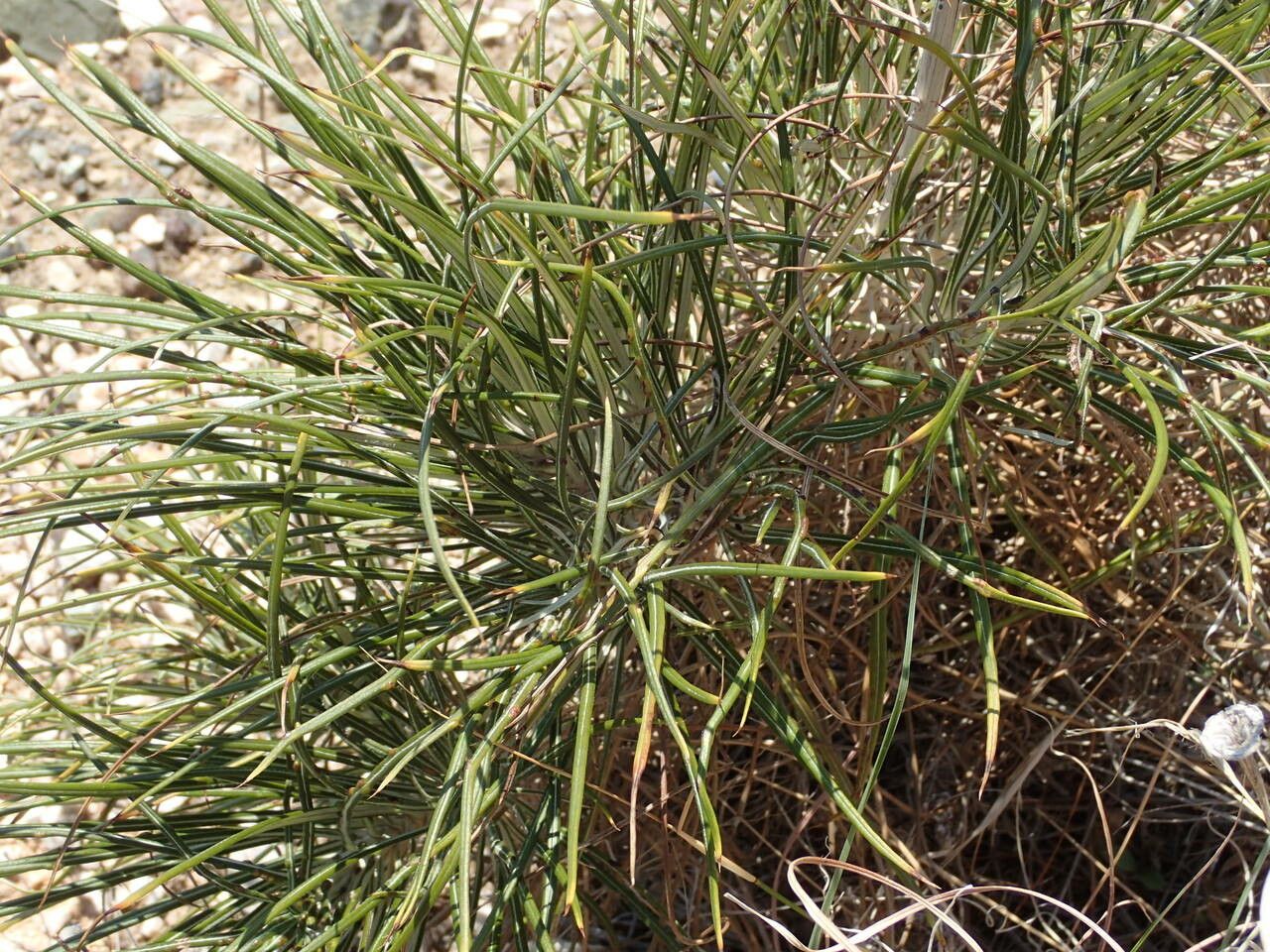 Ptilostemon chamaepeuce leaf