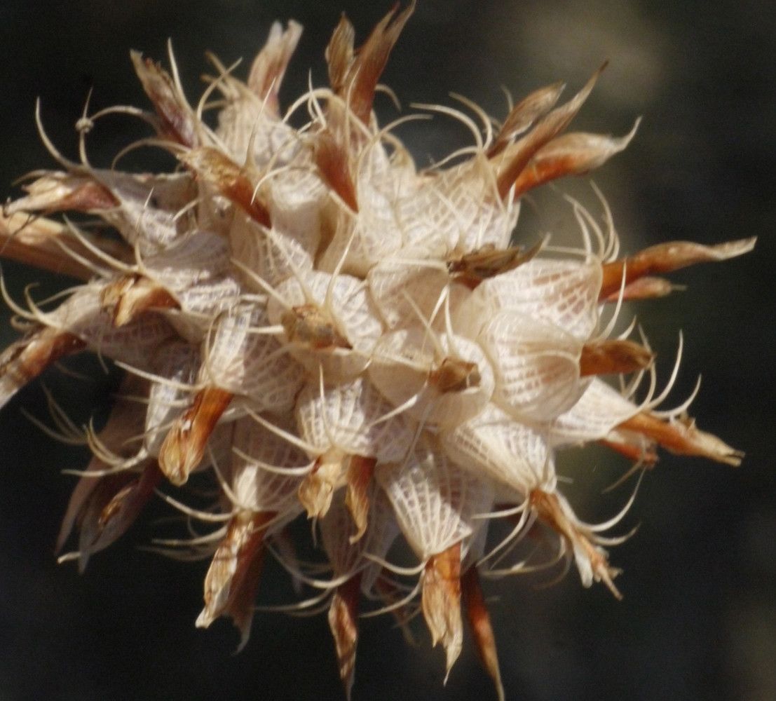 Trifolium spumosum fruit