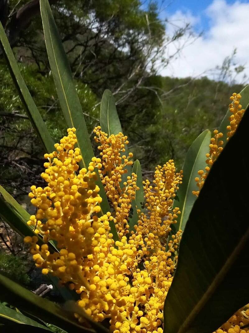 Meryta coriacea flower