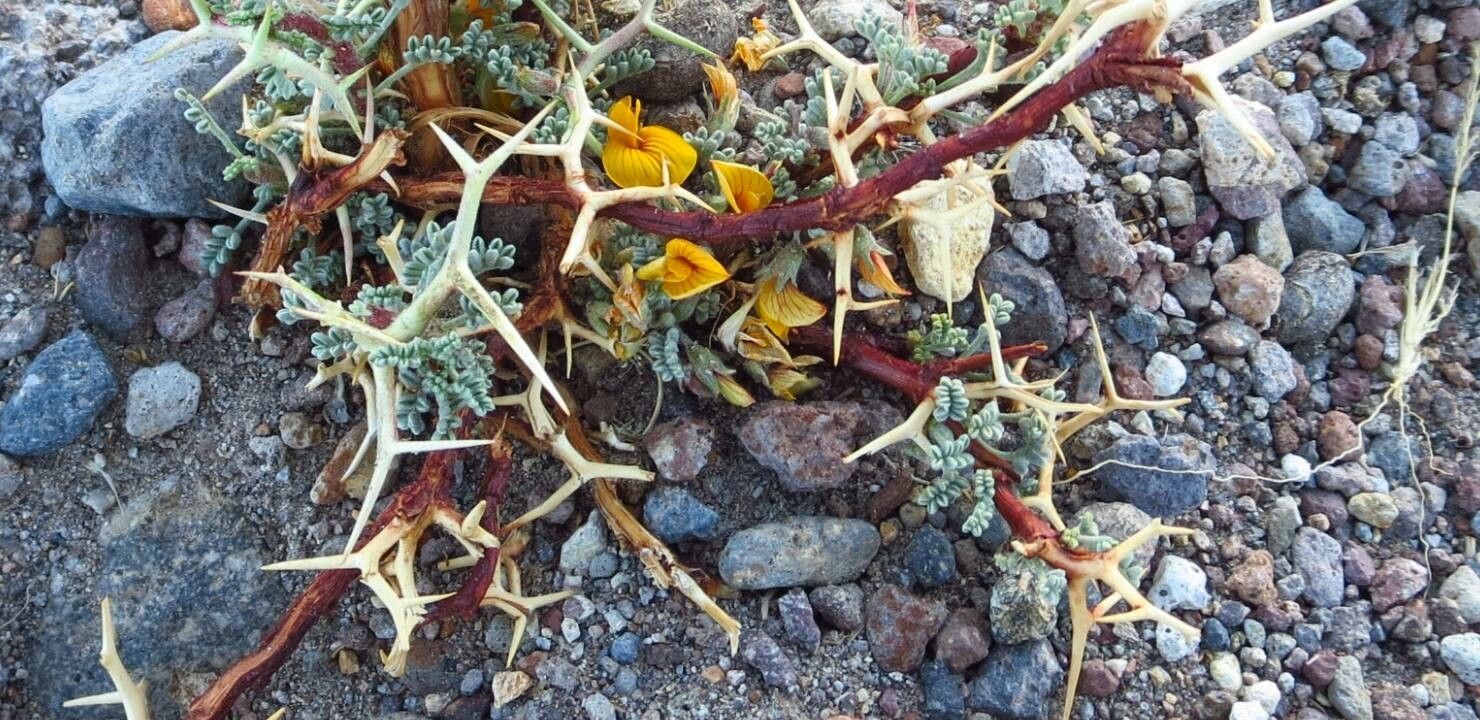 Adesmia horrida flower