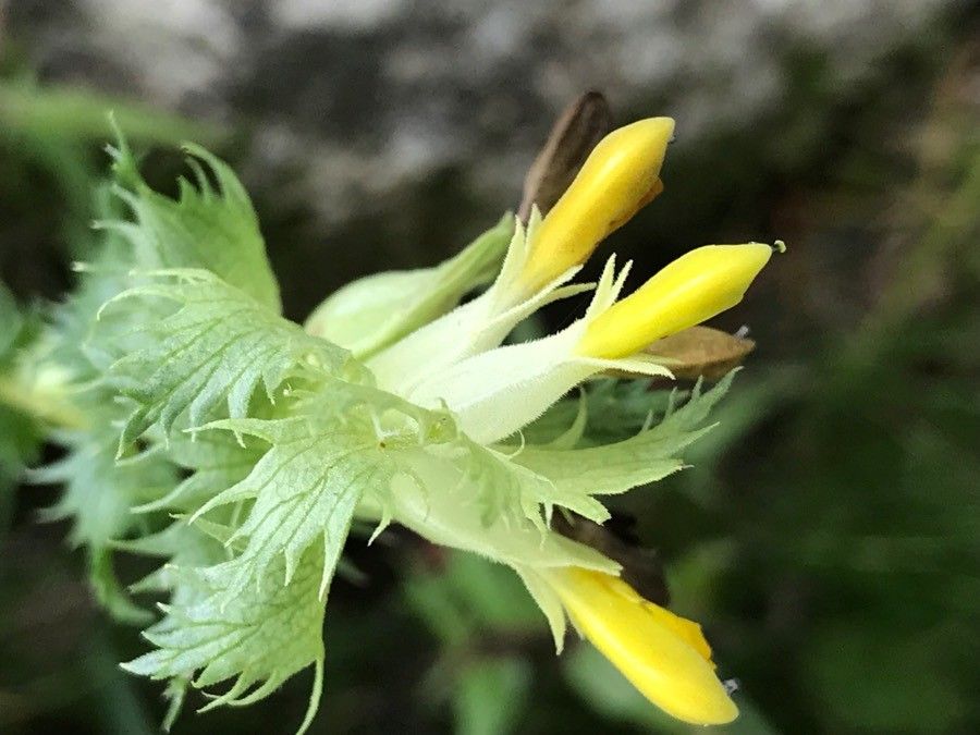 Rhinanthus mediterraneus flower