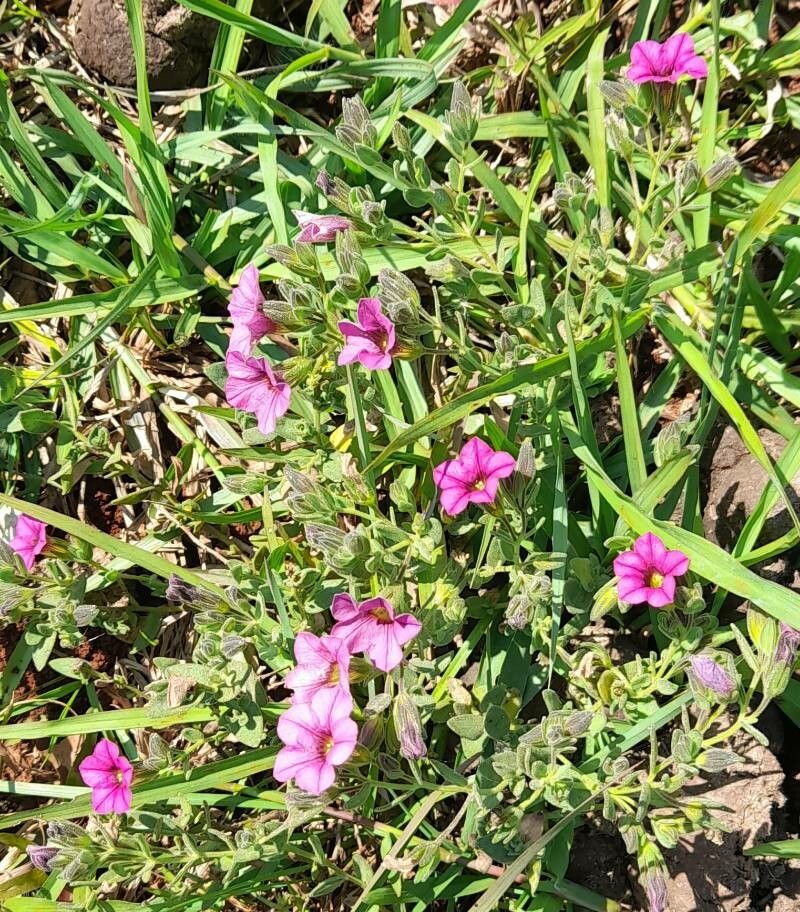 Calibrachoa linoides habit