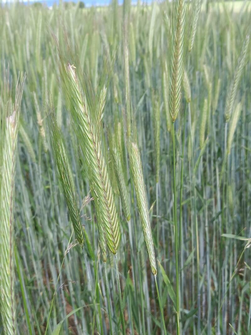 Secale cereale flower