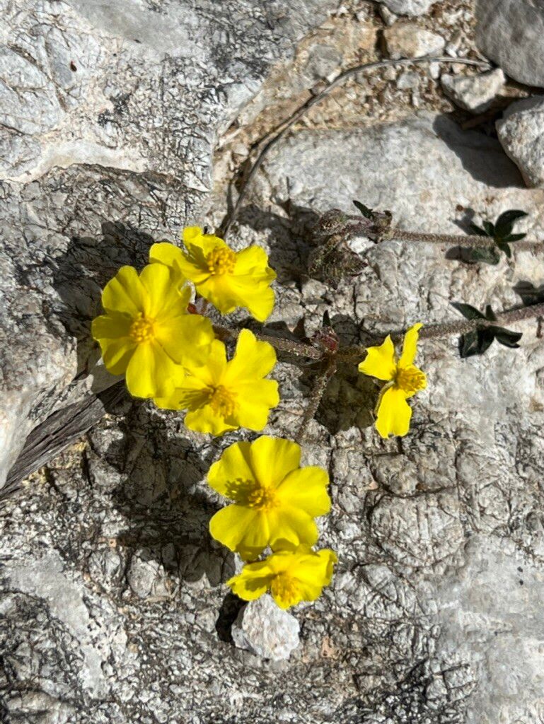 Helianthemum hymettium habit