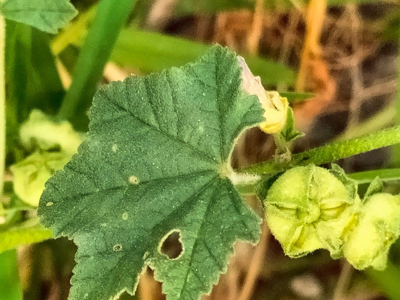 Malva nicaeensis — search result for 'Malva'