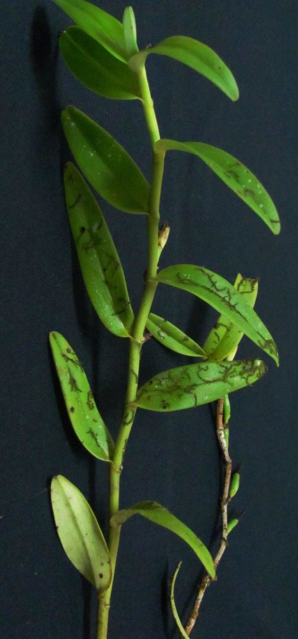 Epidendrum phragmites other