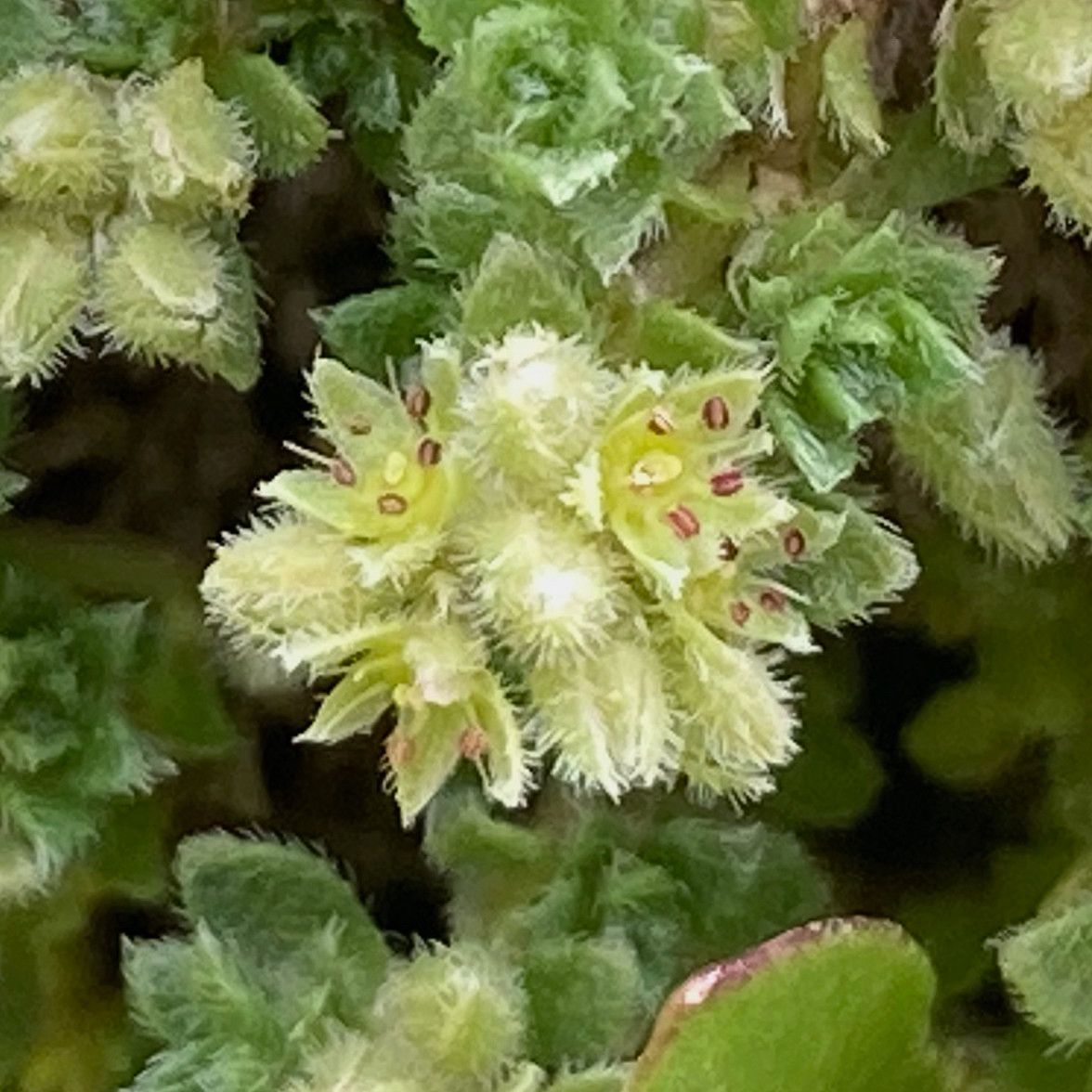 Herniaria alpina flower