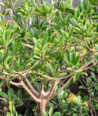 Euphorbia physoclada — houseplant care guide