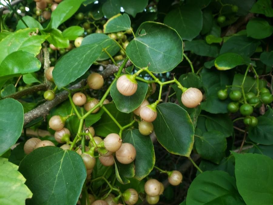 Cordia dichotoma — search result for 'Guinea'
