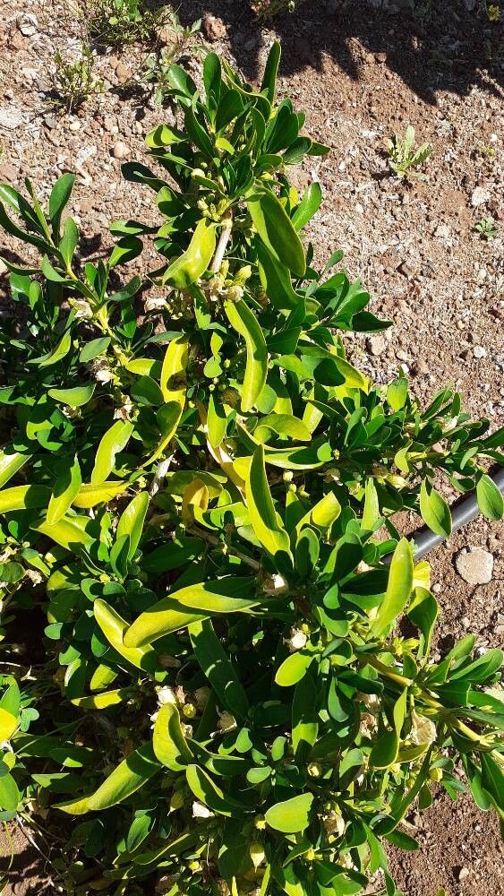 Justicia hyssopifolia leaf