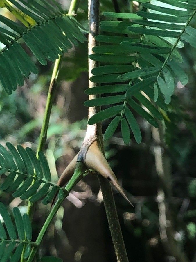 Vachellia collinsii leaf