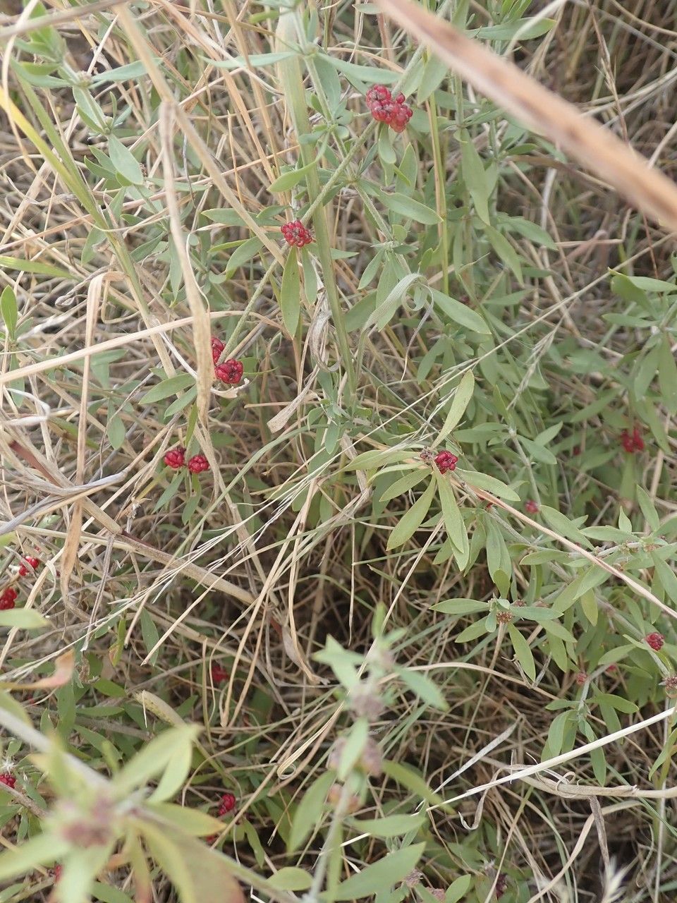 Pollichia campestris other