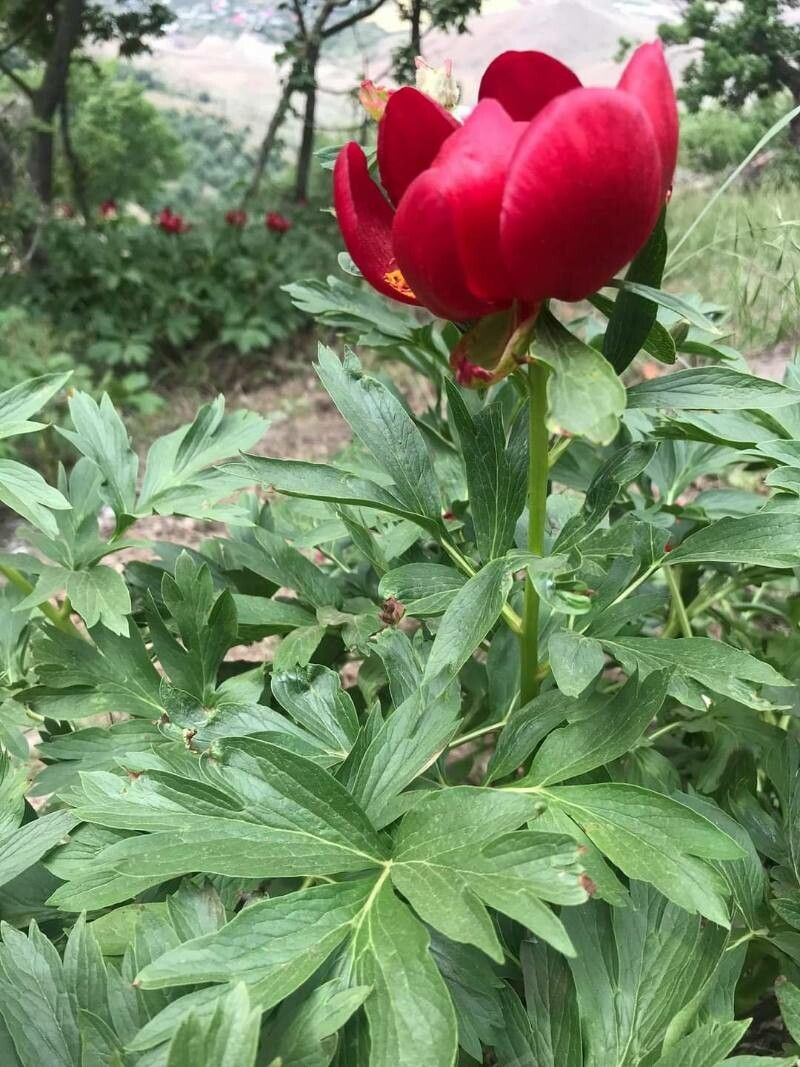 Paeonia peregrina flower