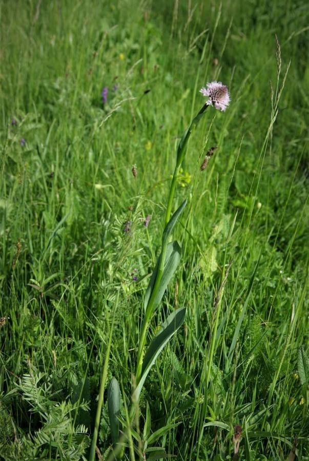 Traunsteinera globosa leaf