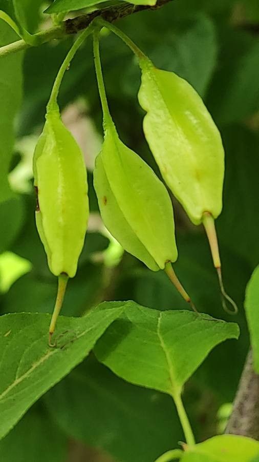Halesia tetraptera fruit