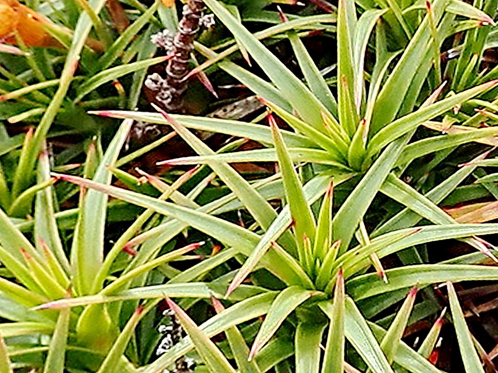 Richea scoparia — search result for 'Scoparia'