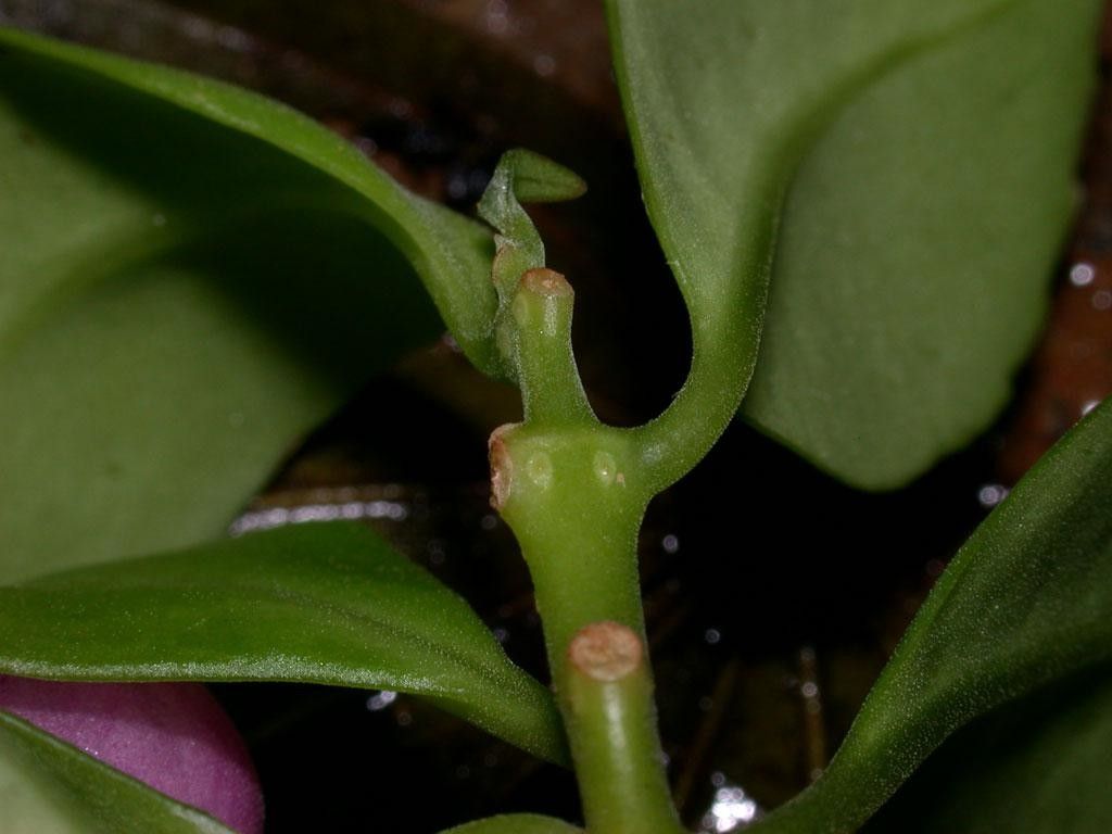 Codonanthopsis uleana bark