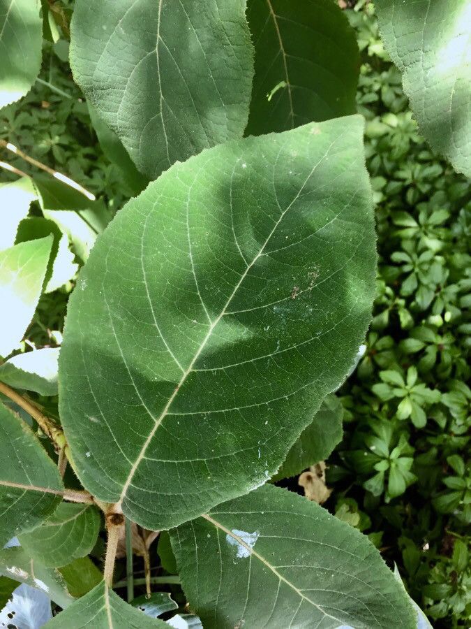 Hydrangea sargentiana