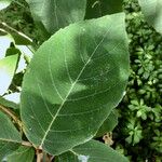 Hydrangea sargentiana