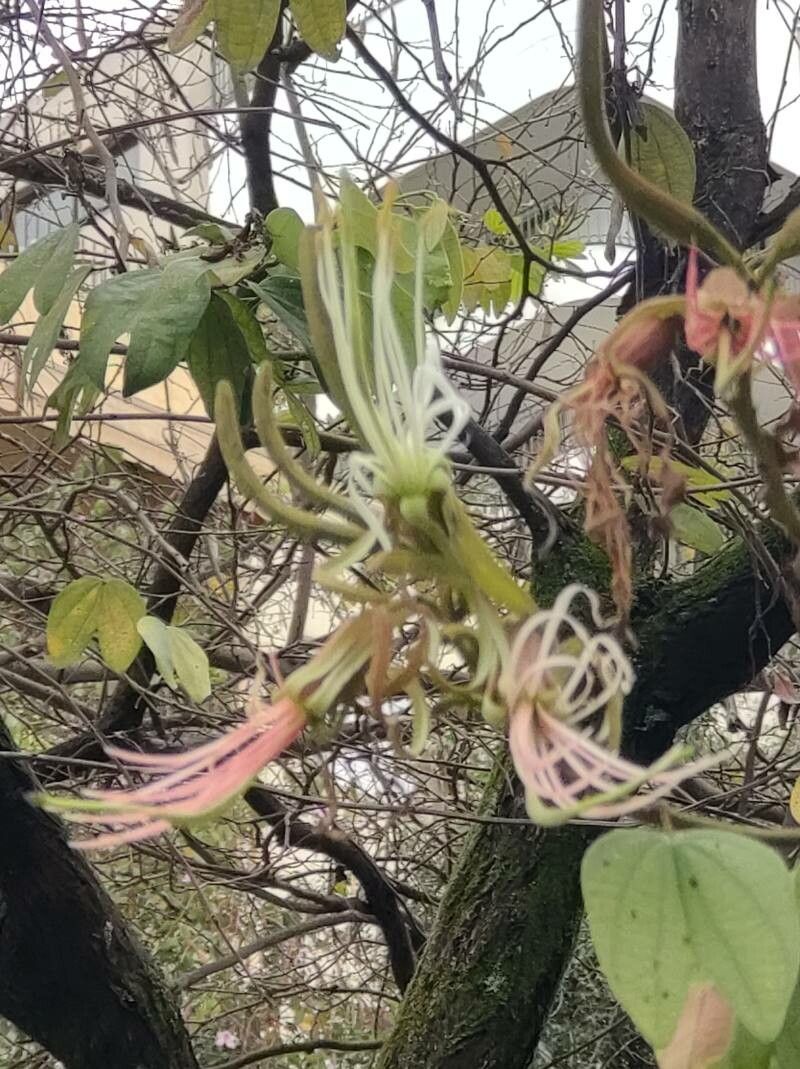 Bauhinia ungulata flower