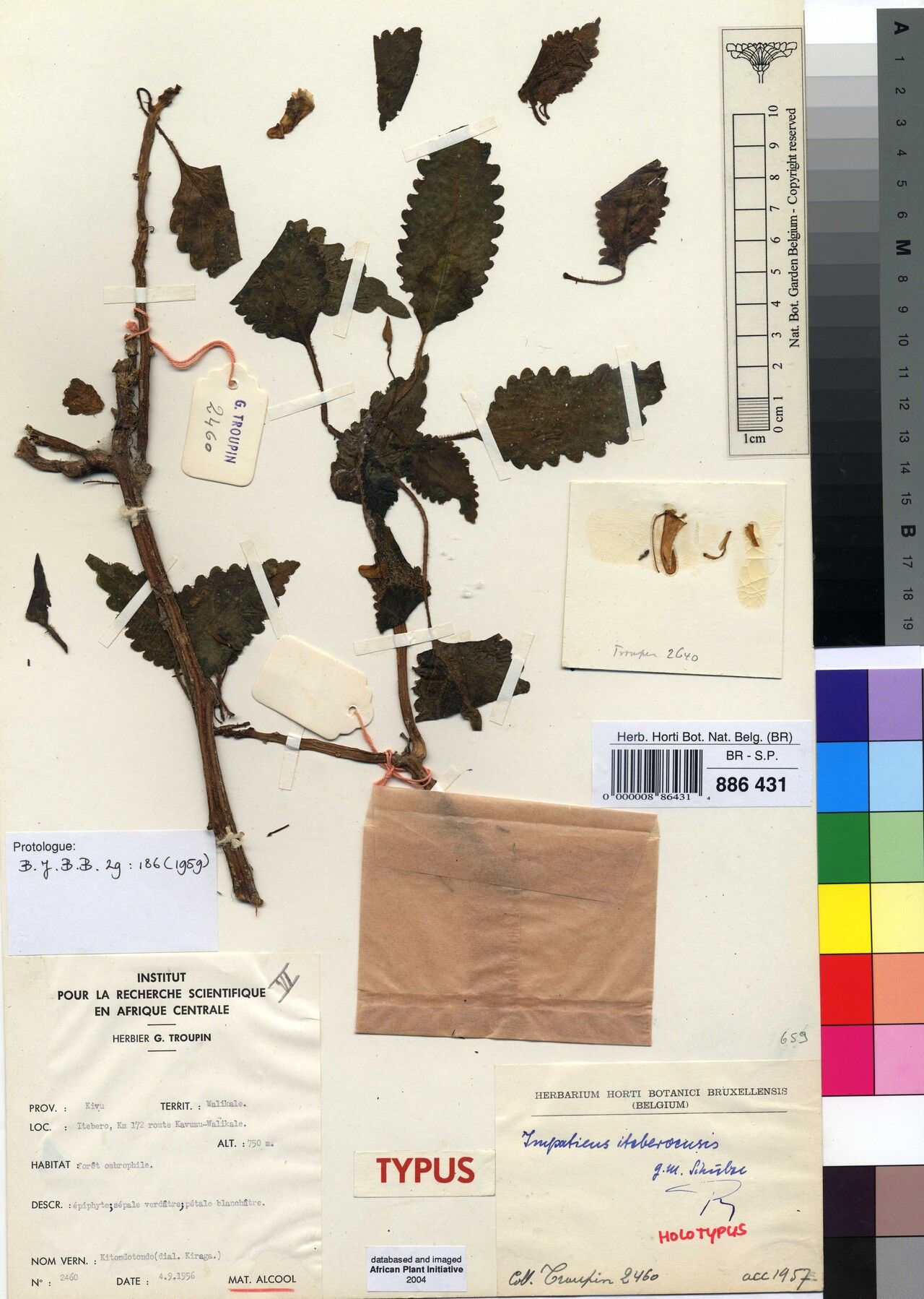 Impatiens iteberoensis — houseplant care guide