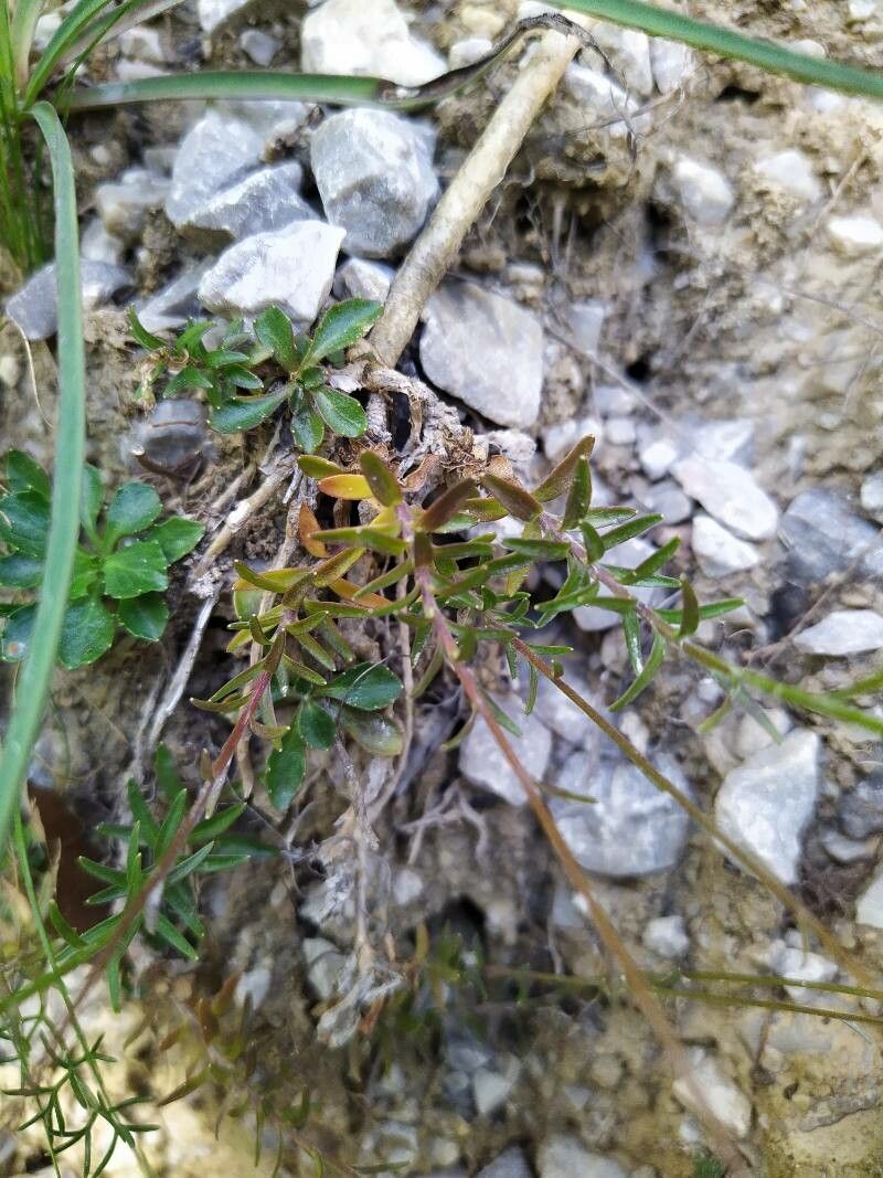 Campanula stenocodon — houseplant care guide