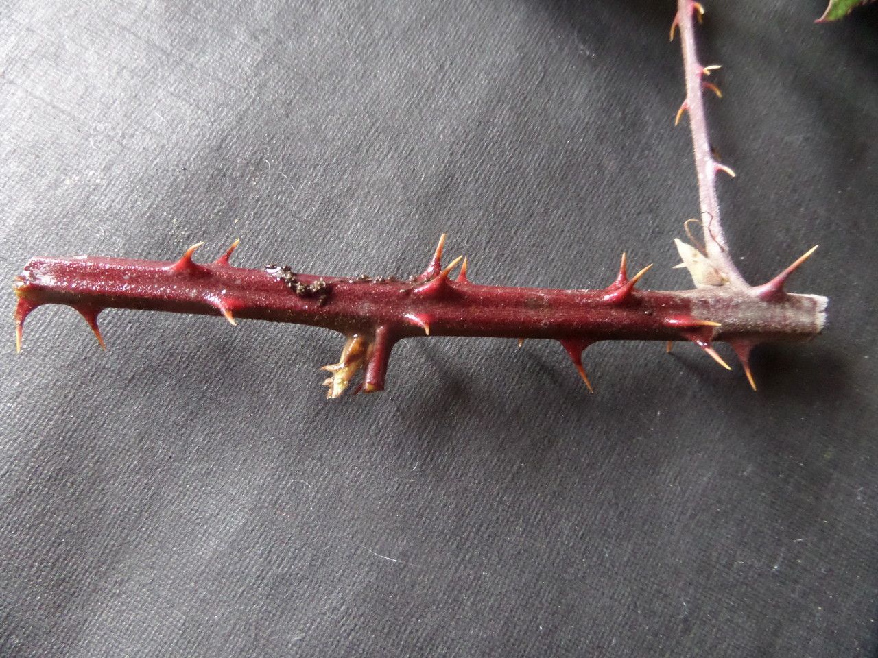 Rubus rossensis flower