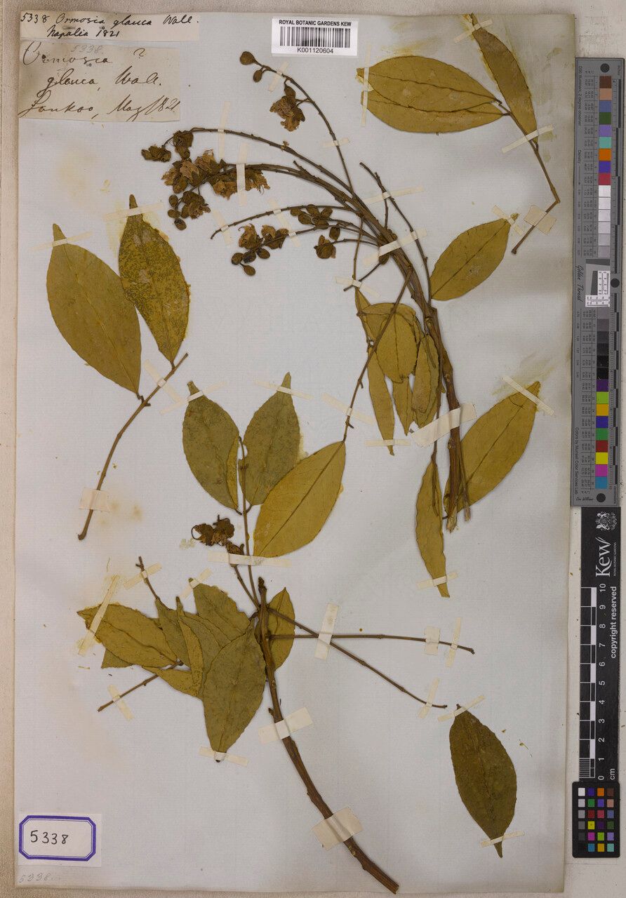 Ormosia glauca — houseplant care guide