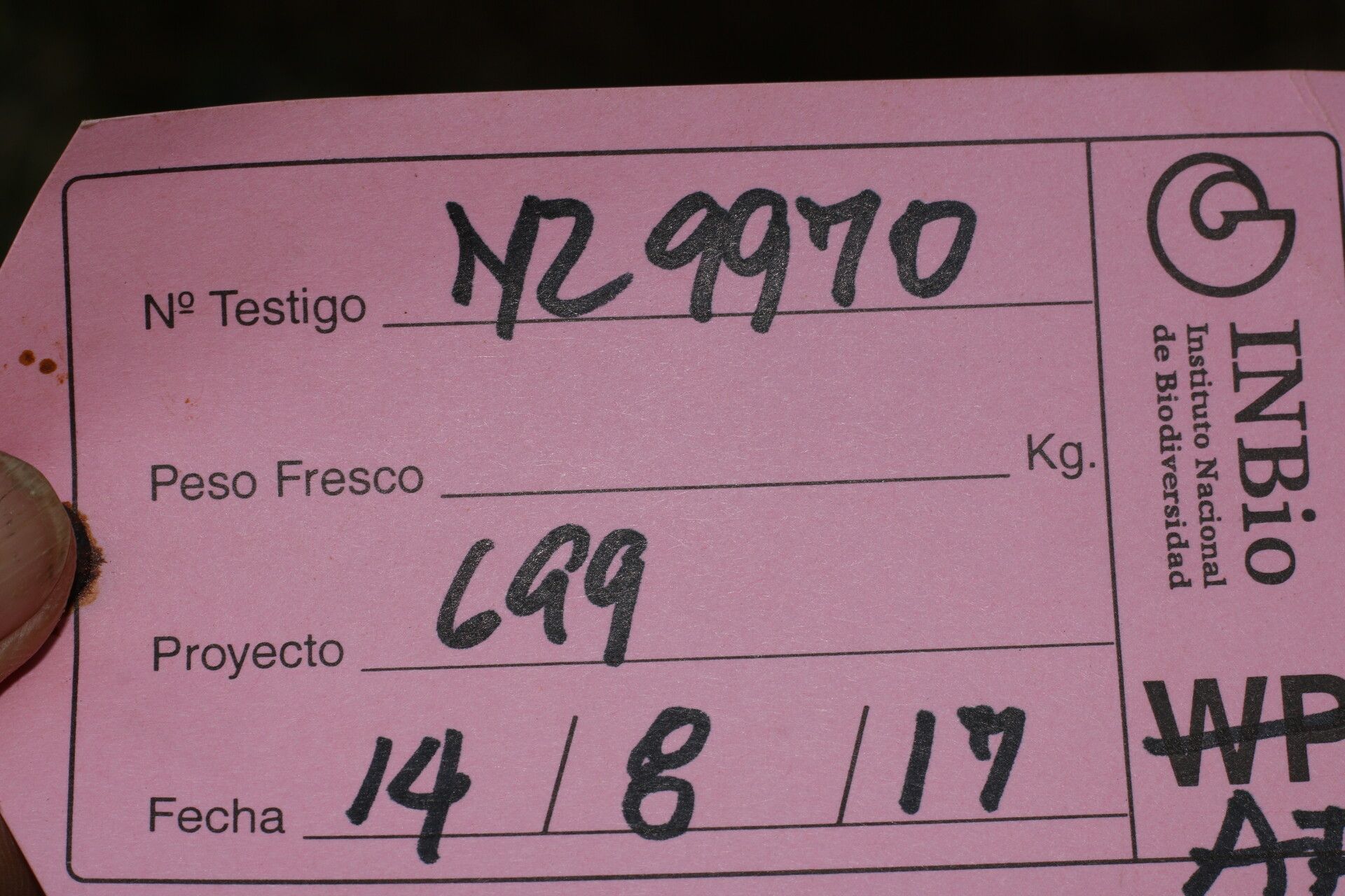 Lonchocarpus schiedeanus other