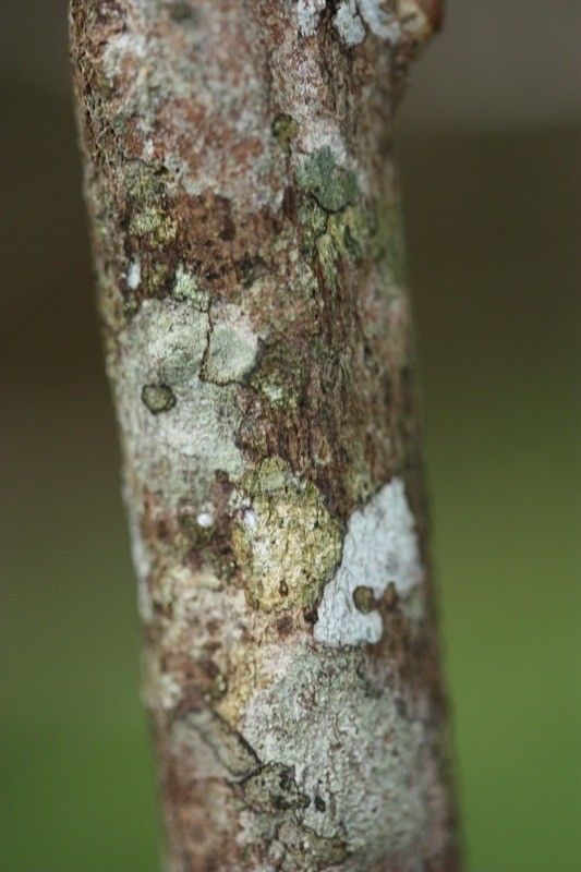 Memecylon confusum bark