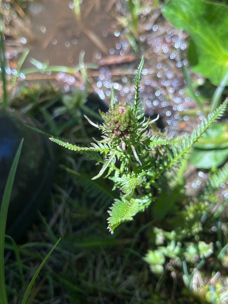 Pedicularis groenlandica — search result for 'and Greenland'