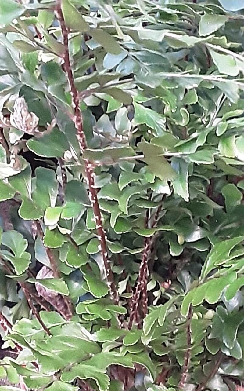 Cyrtomium macrophyllum — search result for 'Cyrtomium'