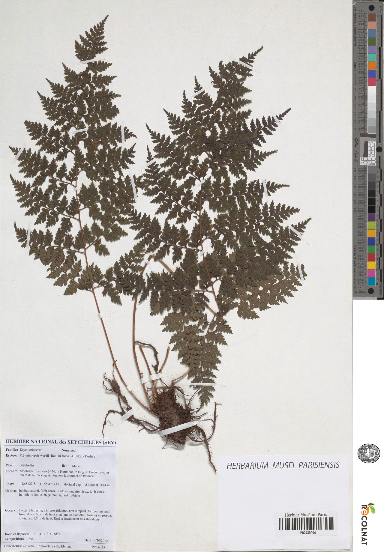 Dryopteris wardii — houseplant care guide