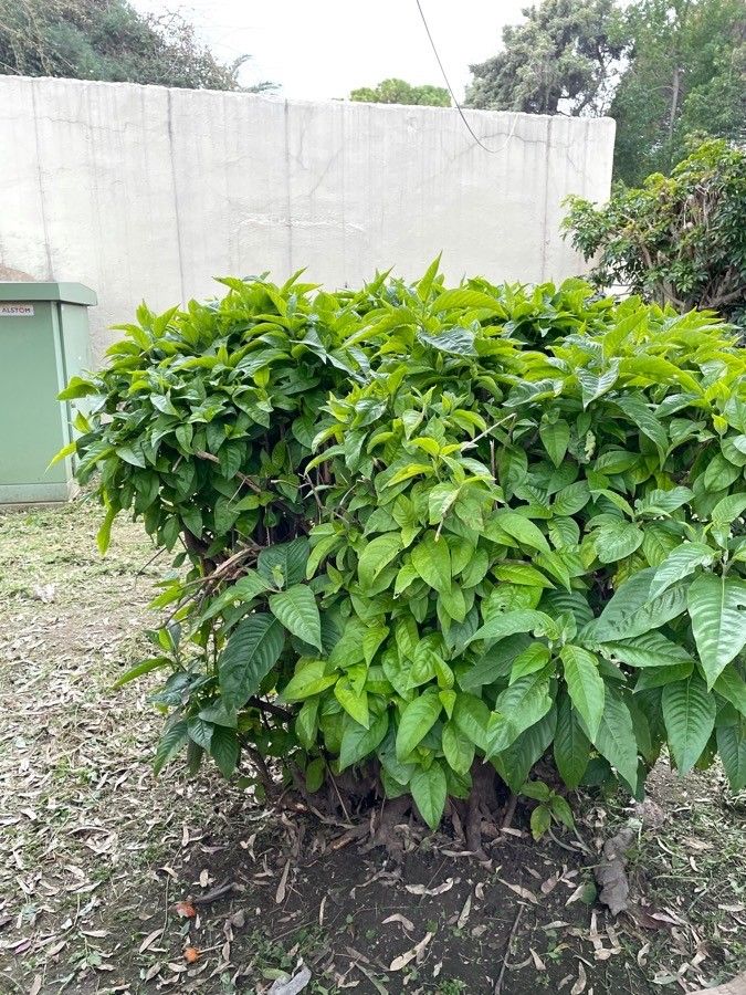 Phlogacanthus turgidus — related species from the same genus