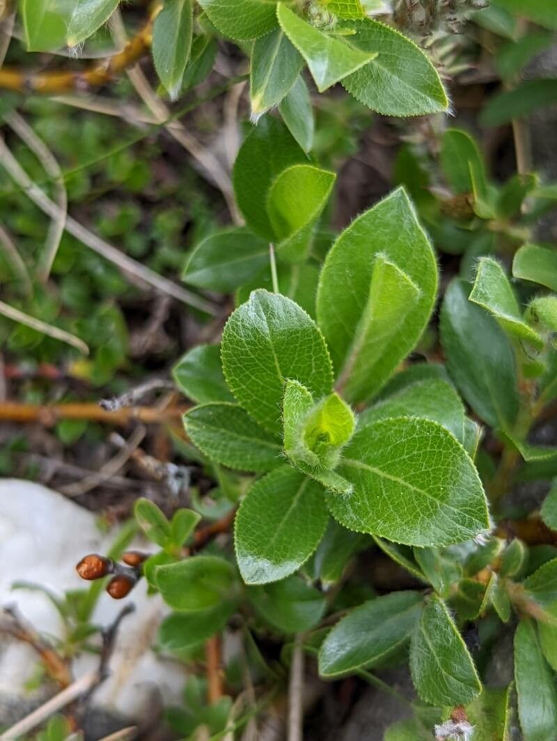 Salix breviserrata leaf