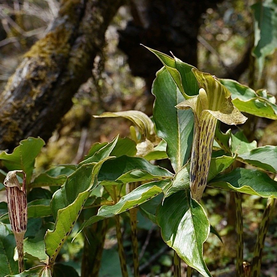Arisaema speciosum other
