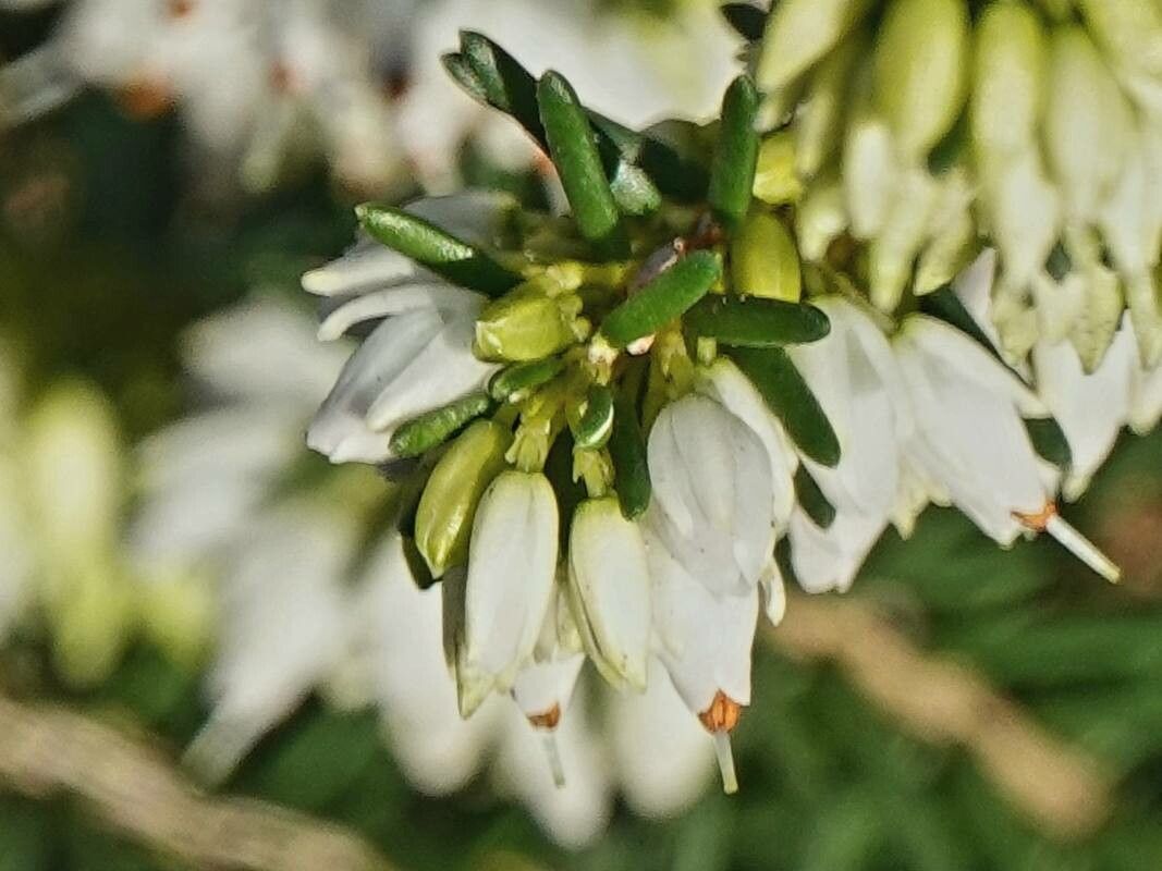 Erica × darleyensis flower