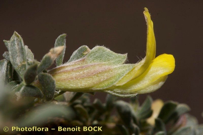 Leobordea tapetiformis fruit