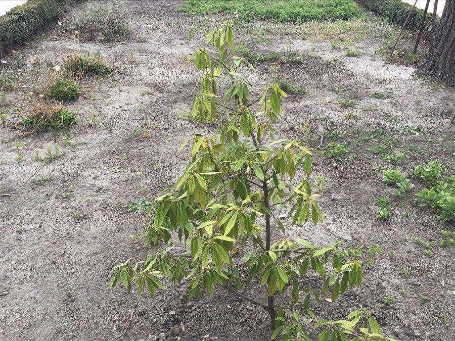 Illicium henryi leaf