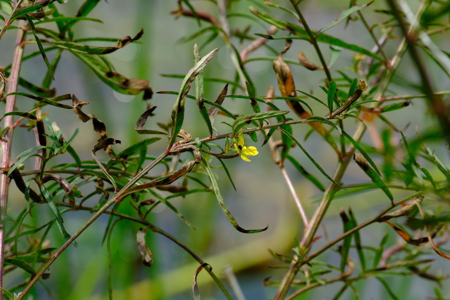 Ludwigia abyssinica flower