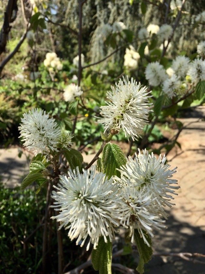 Fothergilla major flower