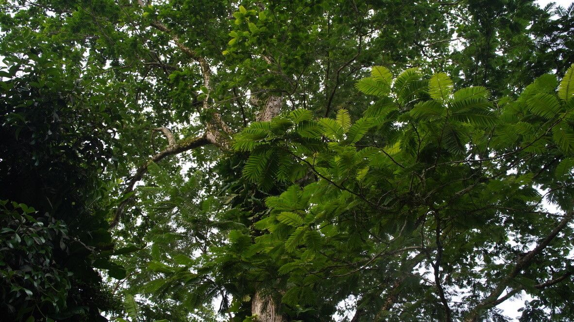 Parkia javanica — search result for 'Parkia'